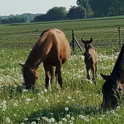 Braaklander Dalina als Fohlen mit Mutter Diva auf der Pusteblumenwiese
