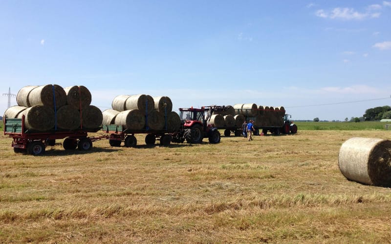 Heuernte: Rundballen auf Anhängern hinter dem Traktor auf dem abgeernteten Feld