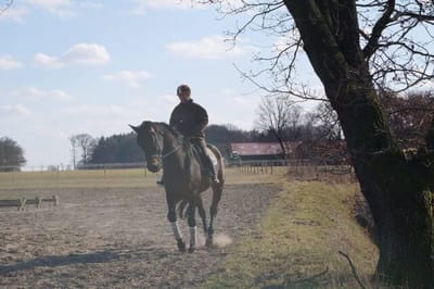 Reiter auf einem dunklen Pferd im Trab auf dem Außenplatz unter einem großen Baum
