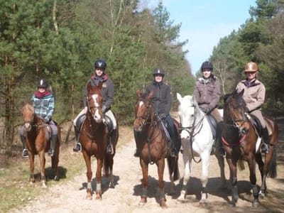 Fünf Reiterinnen nebeneinander auf einem Waldweg