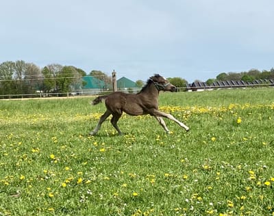 Braaklander Desperada als Fohlen im Galopp über die Frühlingsweide