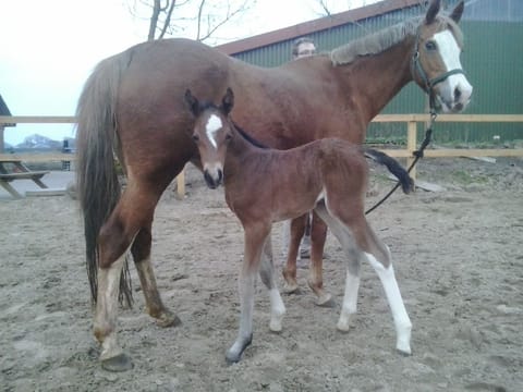Reitpony-Stute Diva, ein Fuchs mit Blesse, mit Fohlen auf dem Sandplatz