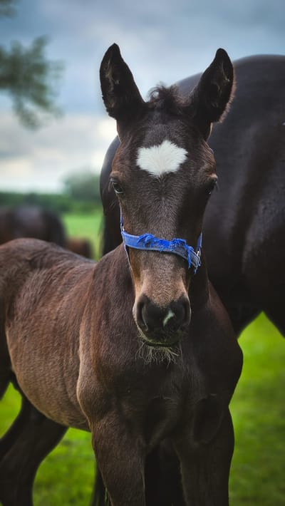 Desche als Fohlen mit blauem Halfter, dahinter seine Mutter