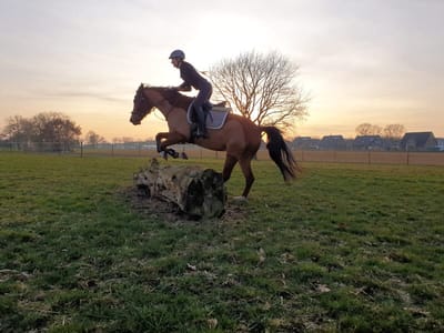 Reiterin springt bei Sonnenuntergang mit ihrem Pferd über einen Baumstamm auf der Wiese