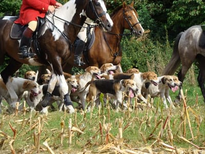 Jagdhunde der Meute zwischen den Pferden auf dem Stoppelfeld