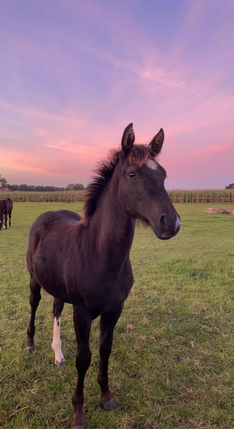 Braaklander Desperada, Reitpony-Stute, als Fohlen im Abendlicht auf der Weide