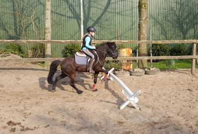 Reiterin springt mit einem dunklen Pony über ein kleines Hindernis auf dem Außenplatz