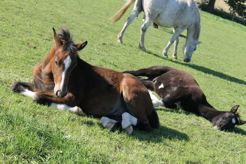 Die Fohlen Braaklander Boomerang und Braaklander Bugatti ruhen im Gras, dahinter grast ein Schimmel