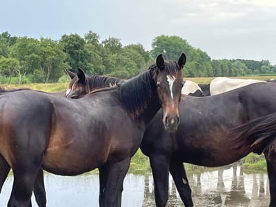 Detto mit anderen Jungpferden an der Wasserstelle der Weide