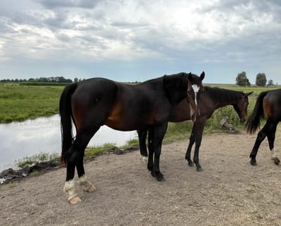 Djurke zwischen Jungpferden am Ufer der Tränke