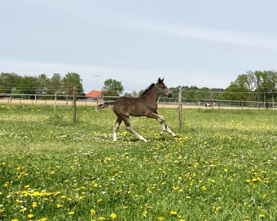 Braaklander Desperada als Fohlen im Galopp auf der Weide