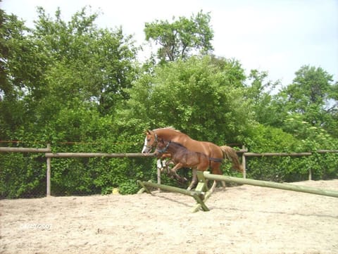 Reitpony-Stute Diva springt mit Fohlen Davina frei über eine Stange auf dem Sandplatz