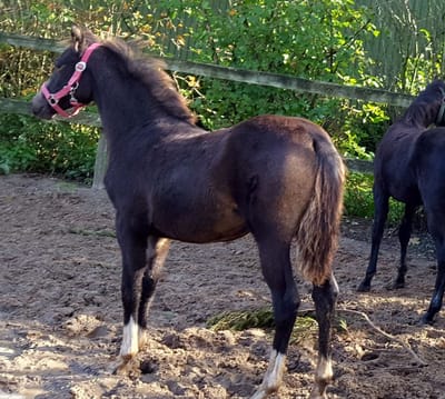 Braaklander Daria als Fohlen mit rosa Halfter auf dem Paddock