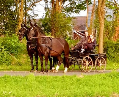 Alt-Oldenburger Zweispänner mit Stute Frieda vor der Kutsche auf dem Hofweg