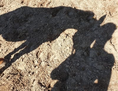 Schatten von Pferd und Reiter auf dem Sandboden
