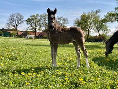 Braaklander Desperada als Fohlen auf der Weide, dahinter grasende Pferde