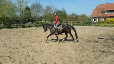 Reiter auf dem Reitpony Braaklander Nantana auf dem Außenplatz vor dem Wohnhaus