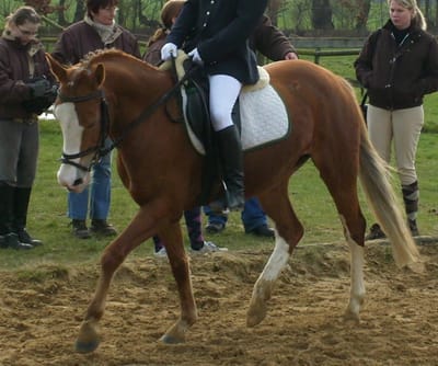 Reitpony-Stute Diva, ein Fuchs mit Blesse, unter dem Sattel, dahinter Zuschauer