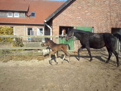 Braaklander Balou als Fohlen mit seiner Mutter Guinevere vor dem Stall